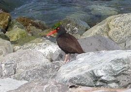 Black Oystercatcher