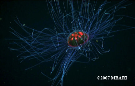 do_3_mid_jelly.jpg