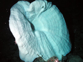 Trumpet sponge