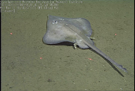 Deepsea skate