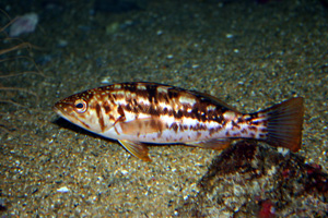 Kelp bass