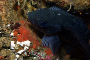 Black rockfish
