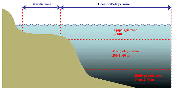 Image1