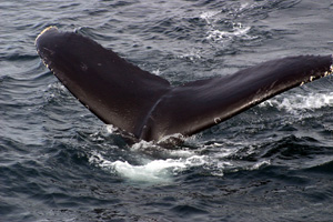 Blue whale tail