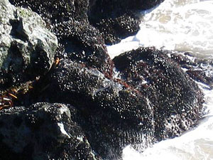 Rocky shore image