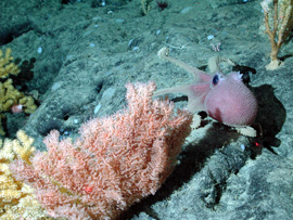Black coral
