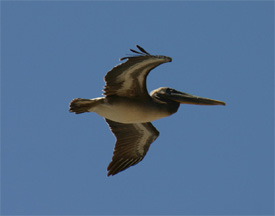 Brown pelican in flight