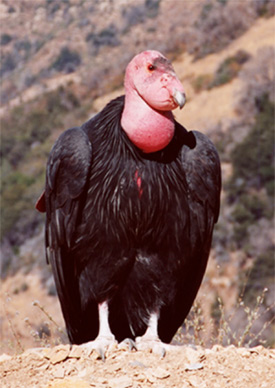 California+condor+endangered