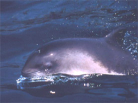 Harbor porpoise