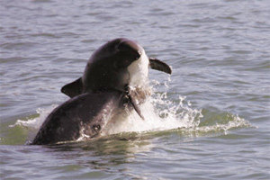 Bottlenose dolphin attacking a harbor porpoise