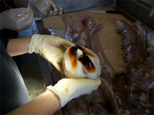 Giant Squid Beak