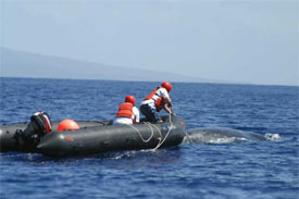 Assessing whale entanglement
