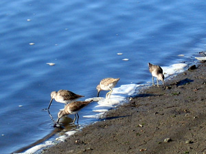 Willets