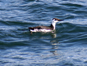 Common murre