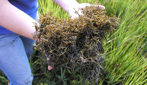 Ascophyllum nodosum