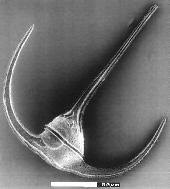 Ceratium