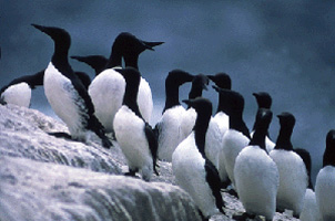 Common Murres