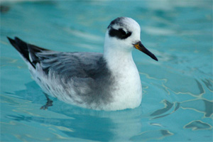 Red Phalarope