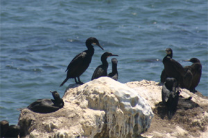 Cormorants
