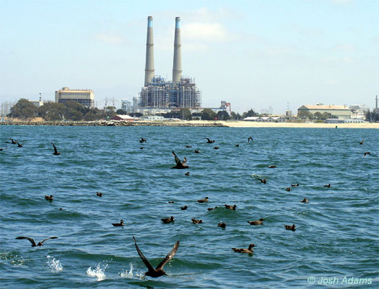 Sooty Shearwaters