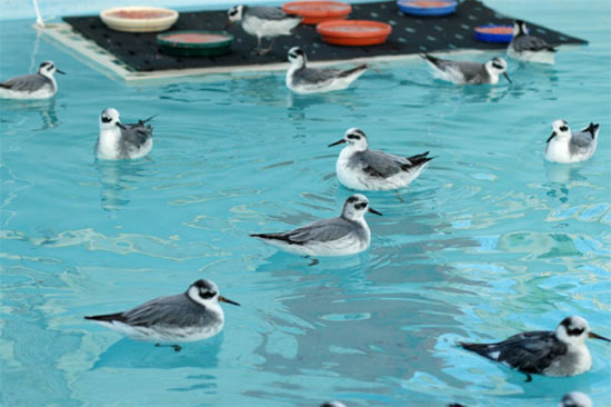 red phalaropes