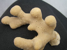 Sponge