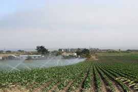 Agriculture field