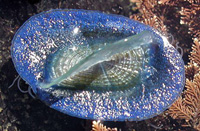 Velella velella