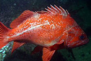 Vermilion Rockfish