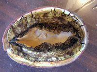 Flat Abalone