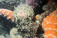 Octopus rubescens