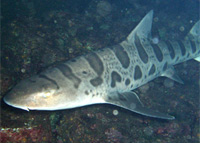 Triakis semifasciata