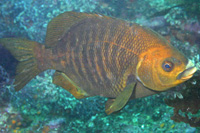 Species DB Image
