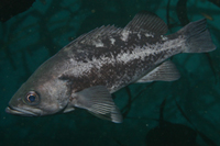 Sebastes melanops