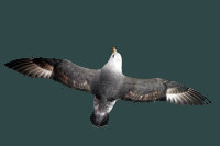 Fulmarus glacialis
