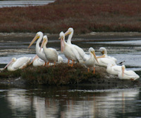 Pelecanus erythrorhynchos