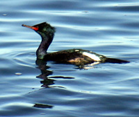 Species DB Image