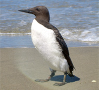 Species DB Image