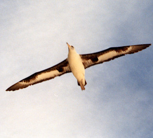 Albatross Range