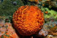 Tethya californiana