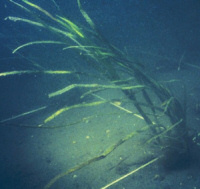 Zostera marina