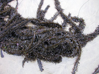 Egregia menziesii