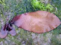Species DB Image