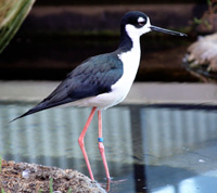 Himantopus mexicanus