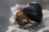 Pagurus samuelis