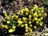 Halosaccion glandiforme