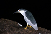Nycticorax nycticorax