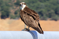 Pandion haliaetus