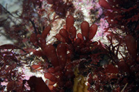 Botryocladia pseudodichotoma