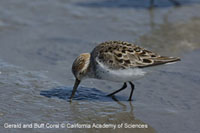 Species DB Image